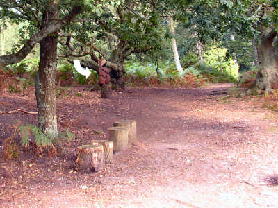 View of bear standing by pathway